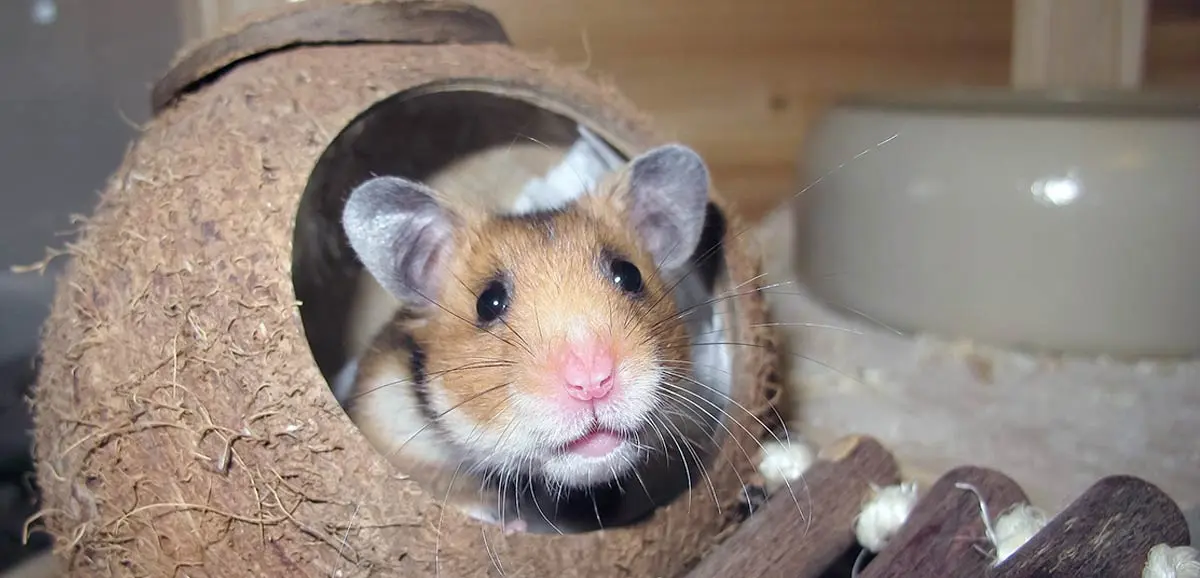 hamster in coconut