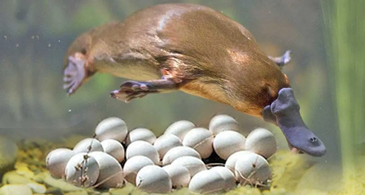 duck billed platypus giving birth eggs
