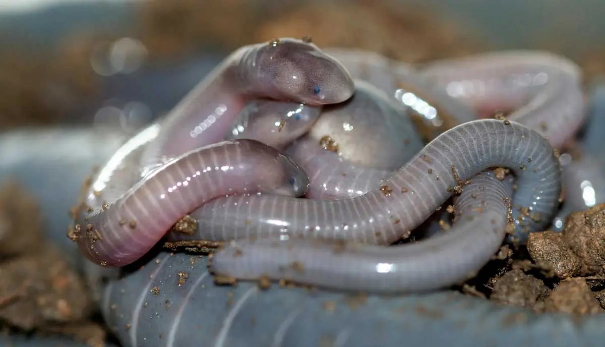 caecilian eating mother