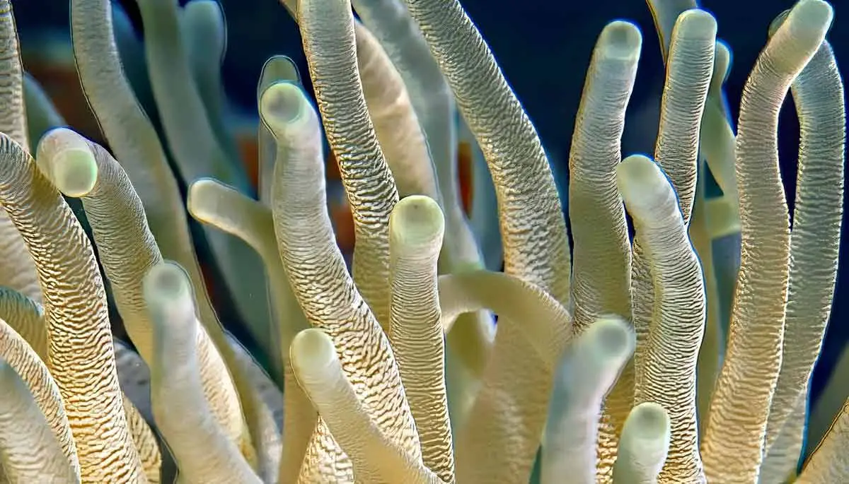 coral fingerlike
