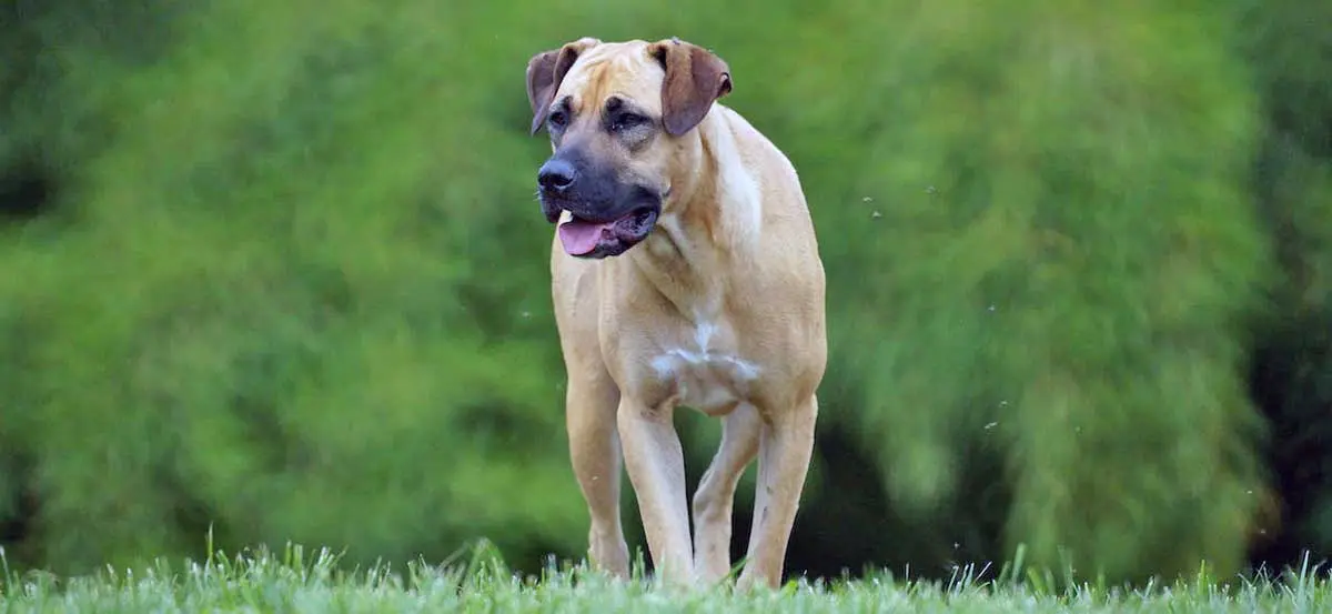 young boerboel green background