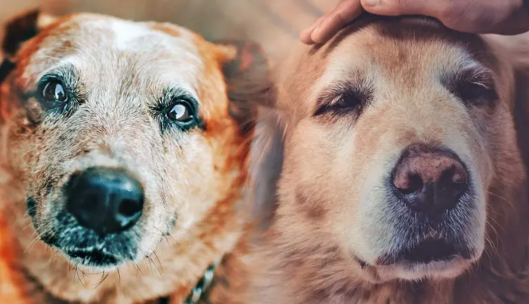 Symptoms dementia in senior dogs