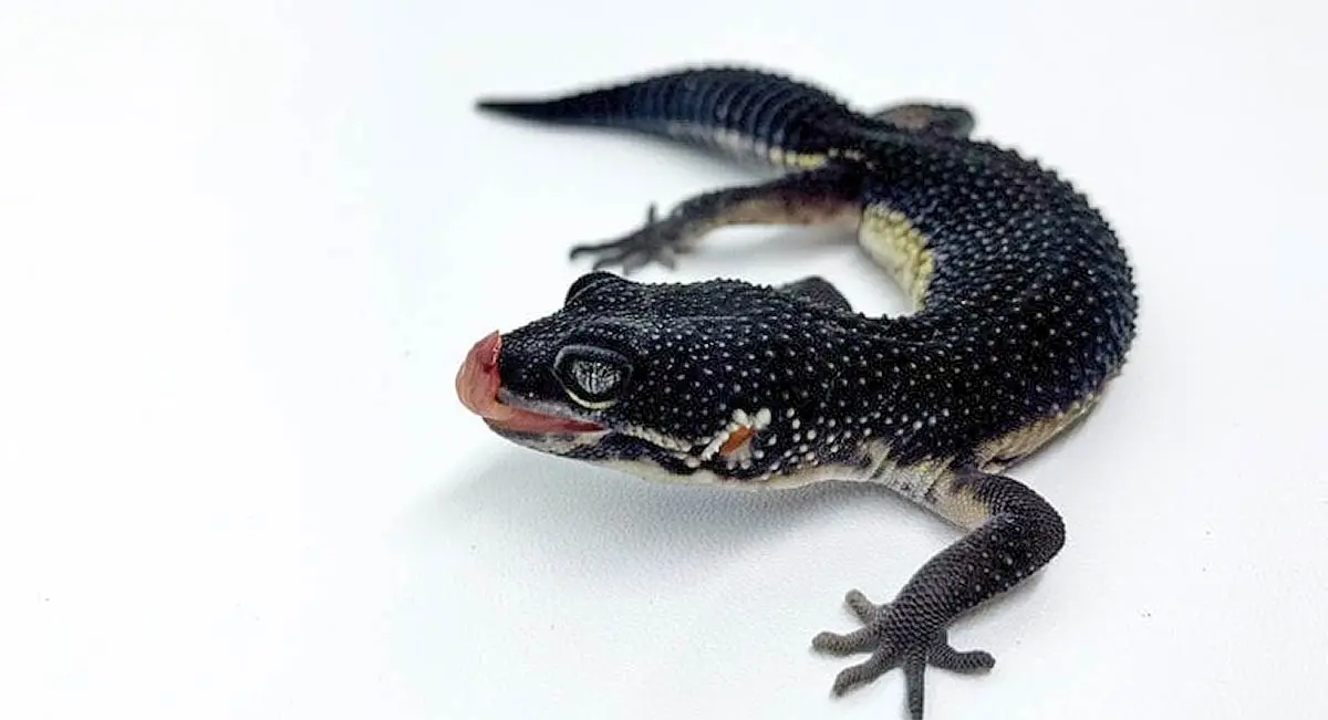black night gecko