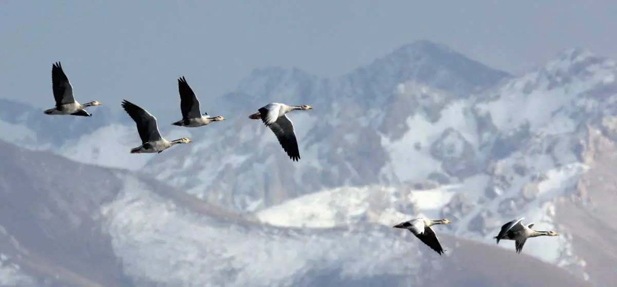 goose migration over the himalayas