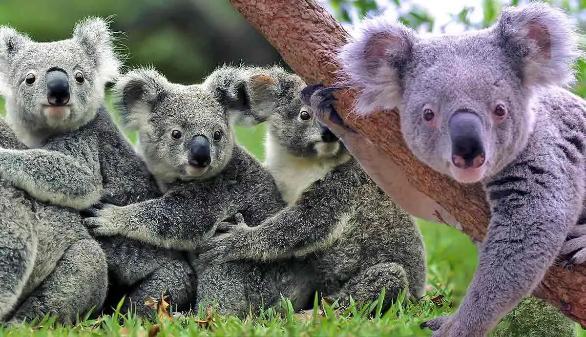will habitat loss lead to extinction of koalas