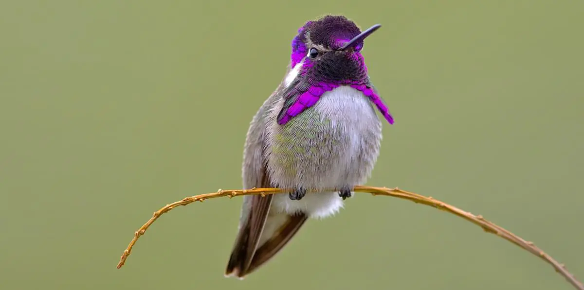 costas hummingbird with bright purple face sitting on a twig