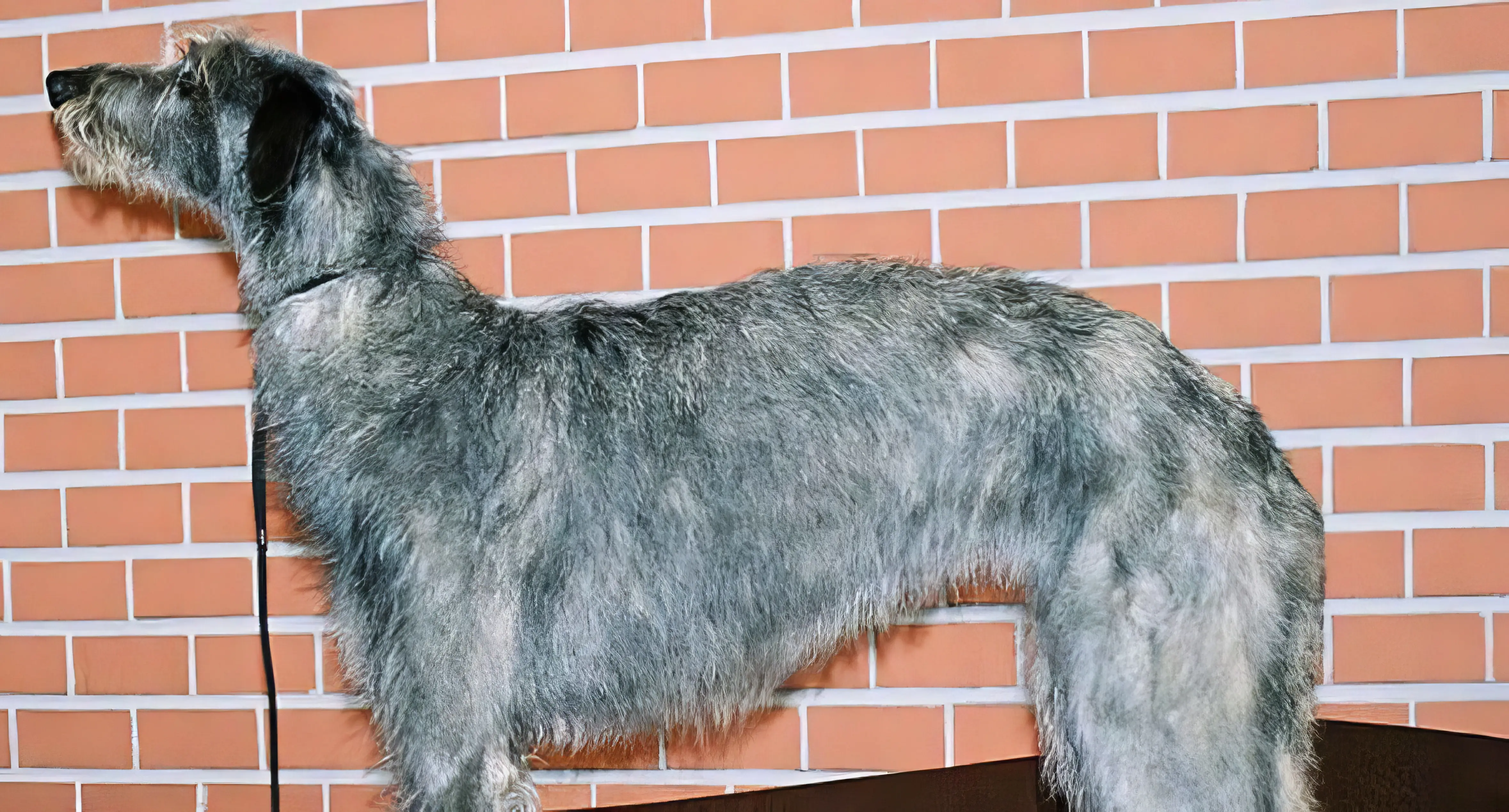 blue gray deerhound brick background topaz enhance 3.9x