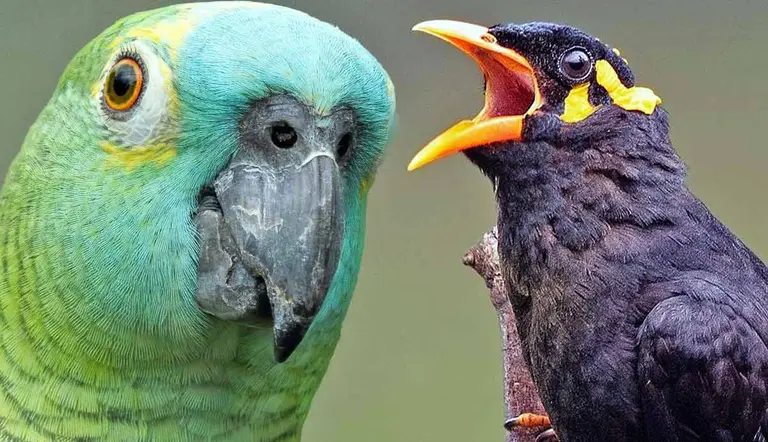 top talking pet birds