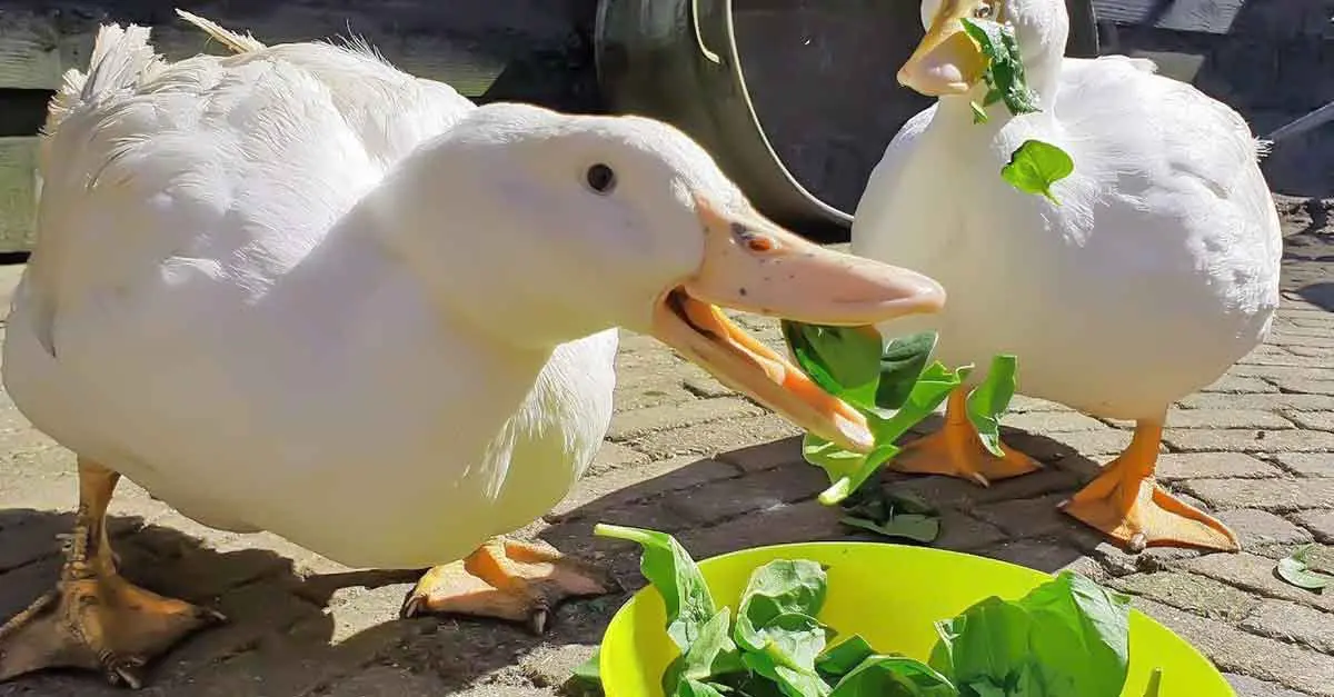 ducks eating green salad leaves