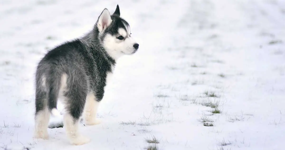 Black and White Husky Puppy on Snow