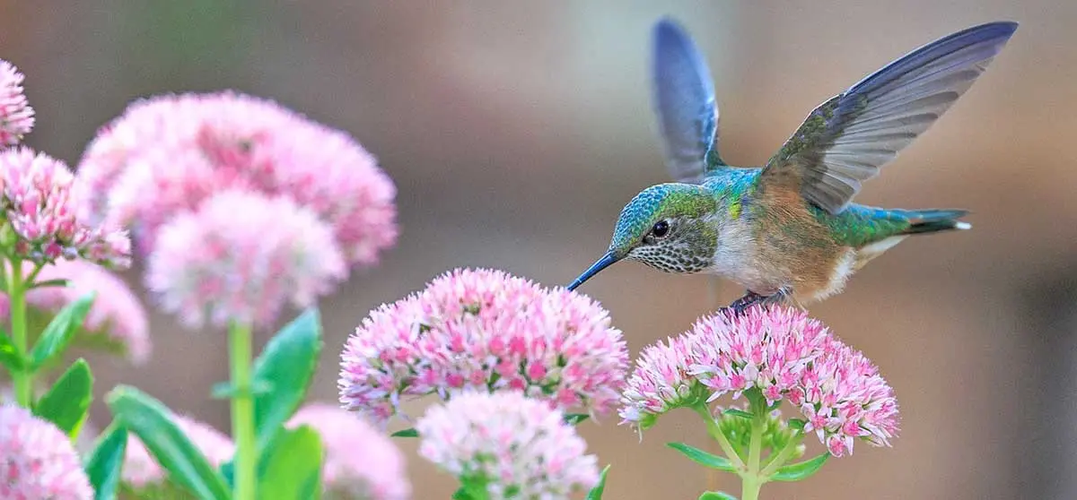 green hummingbird feeding on a pink flower