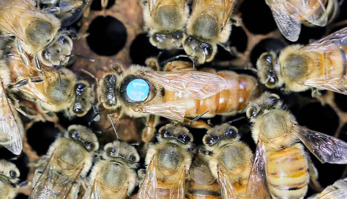 beekeepers queen bee