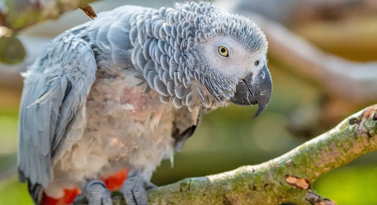 feather plucked african grey