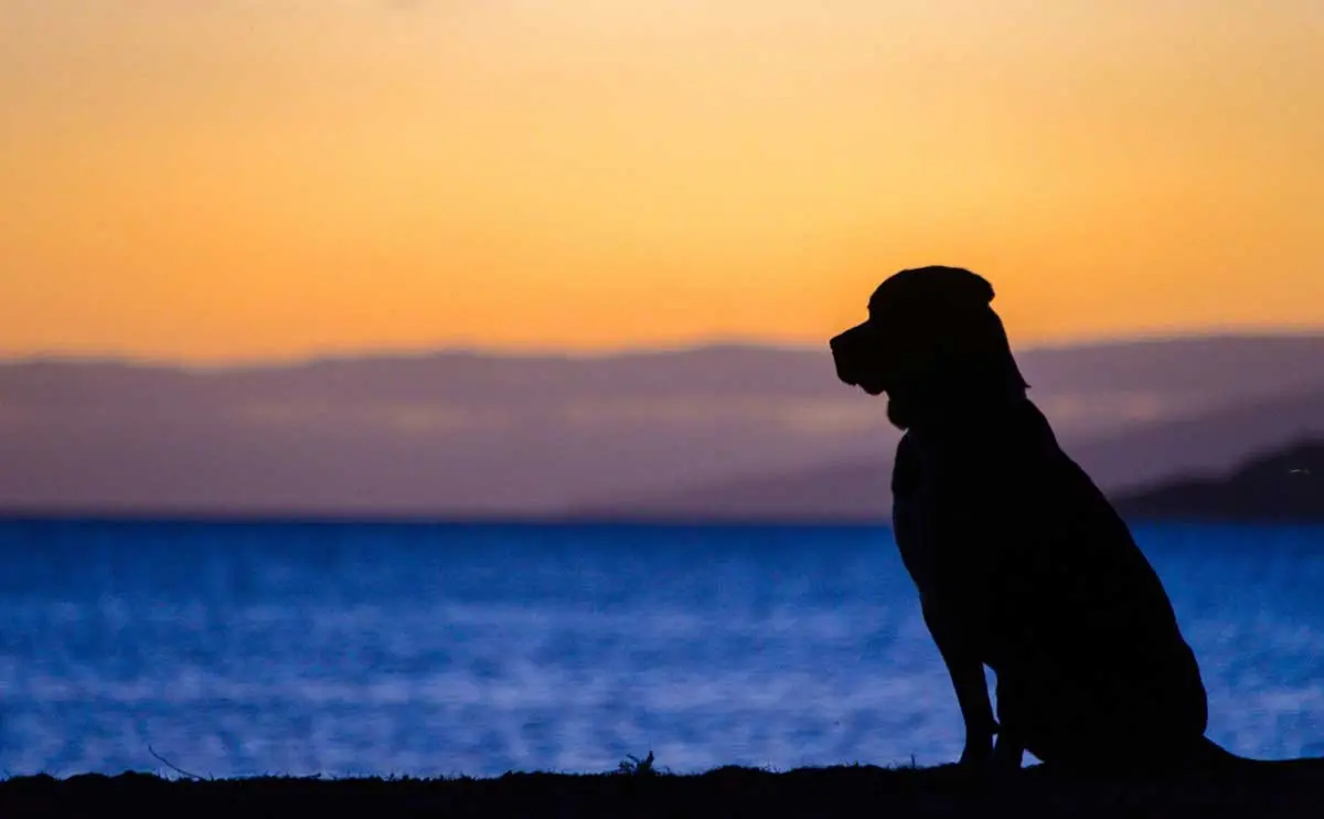 Oregon Lake, dog enjoying sunset