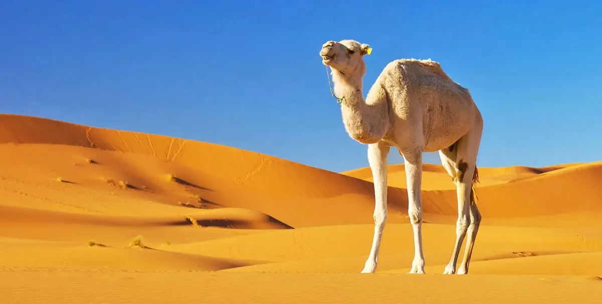 camel