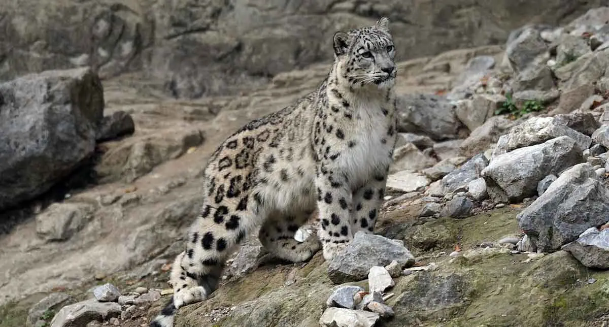 snow leopard on rugged rocky terrain