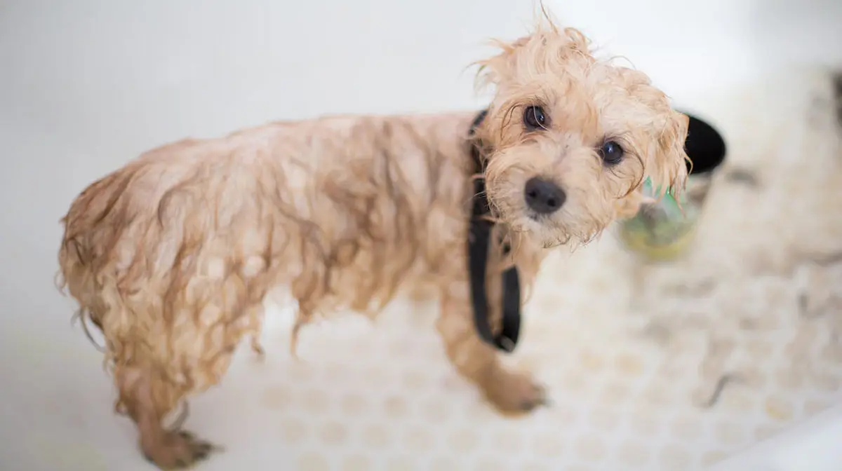 cream toy poodle being washed in bath