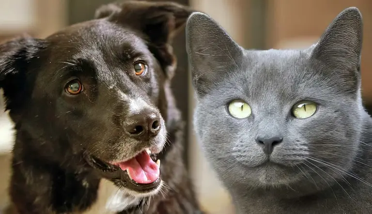 do mixed breed dogs and cats live longer