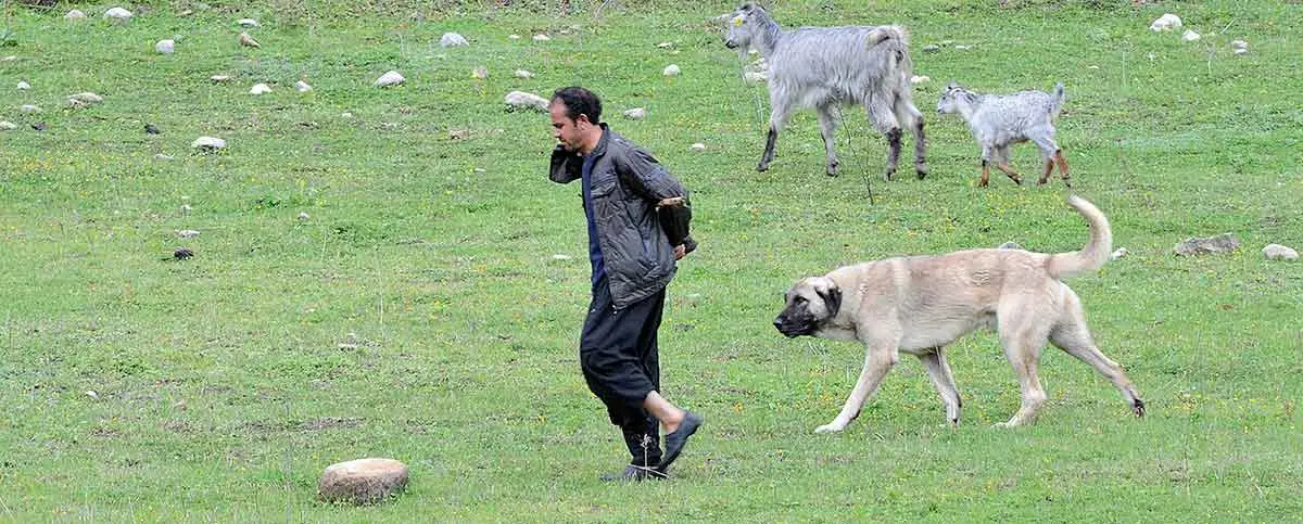 shepherd goats anatolian shepherd guarding