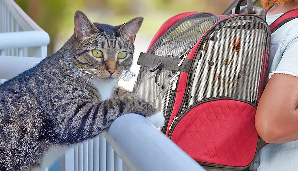 should you take your cat on vacation