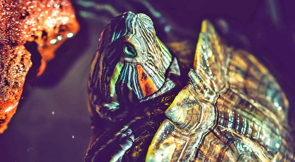 pet turtle close up