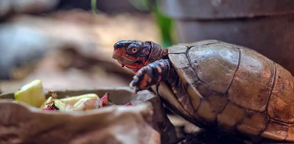 turtle eating fruit