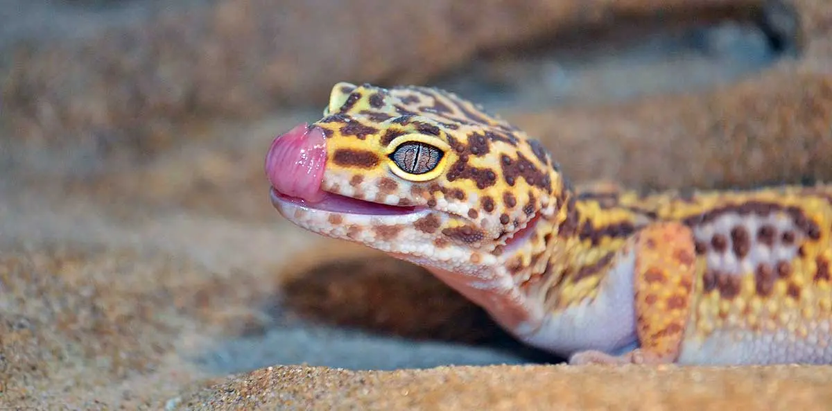 leopard gecko licking its nose