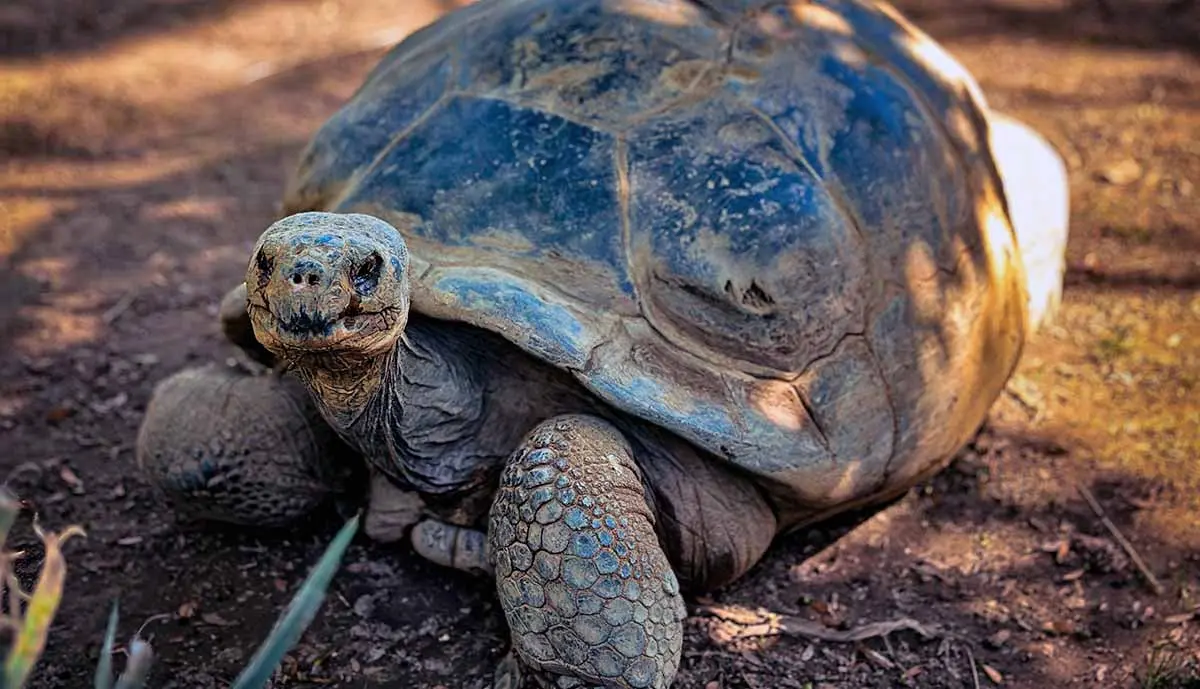 happy tortoise