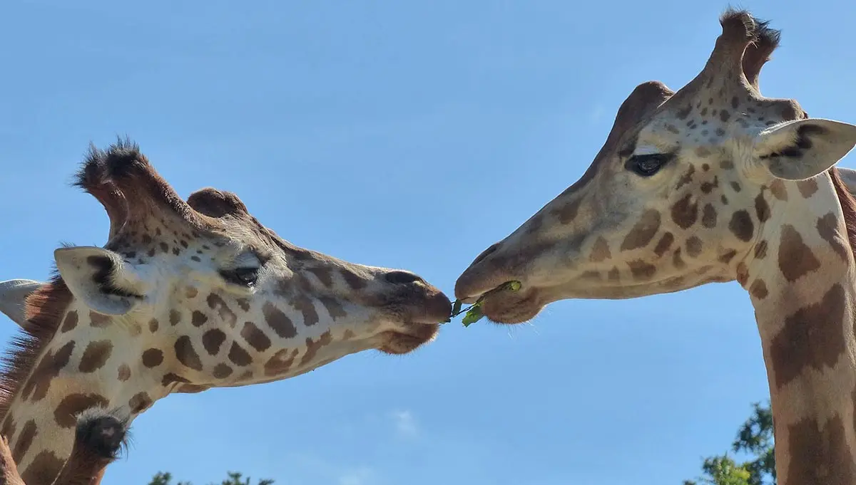 two giraffes sharing a leaf