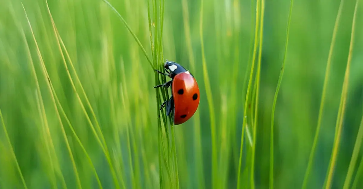little ladybug on green grass