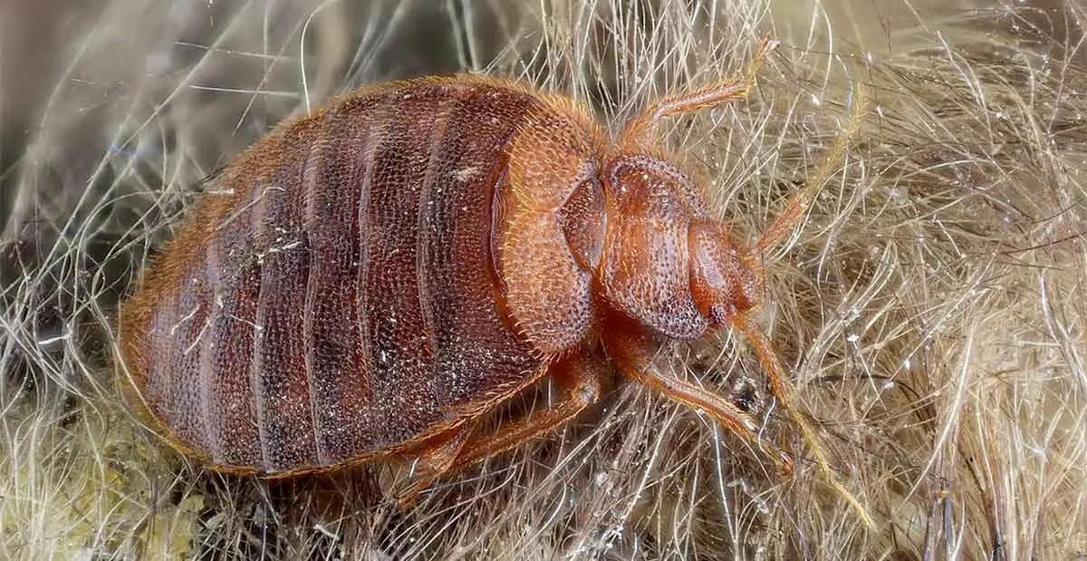 bed bug on a host