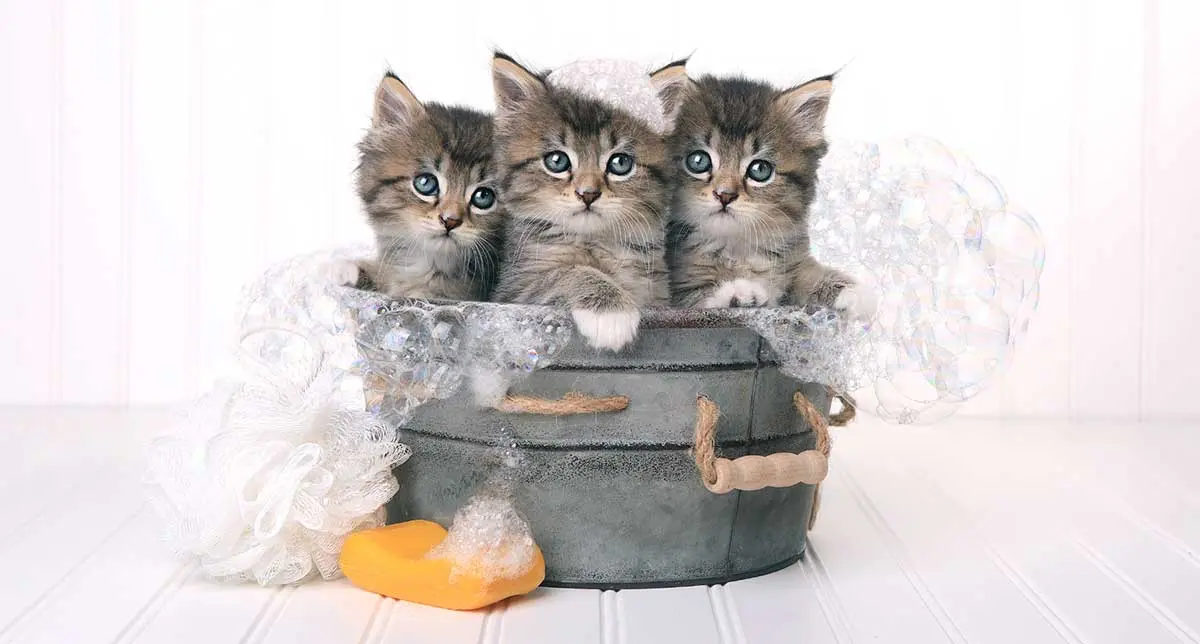 three kittens bathtub bubbles