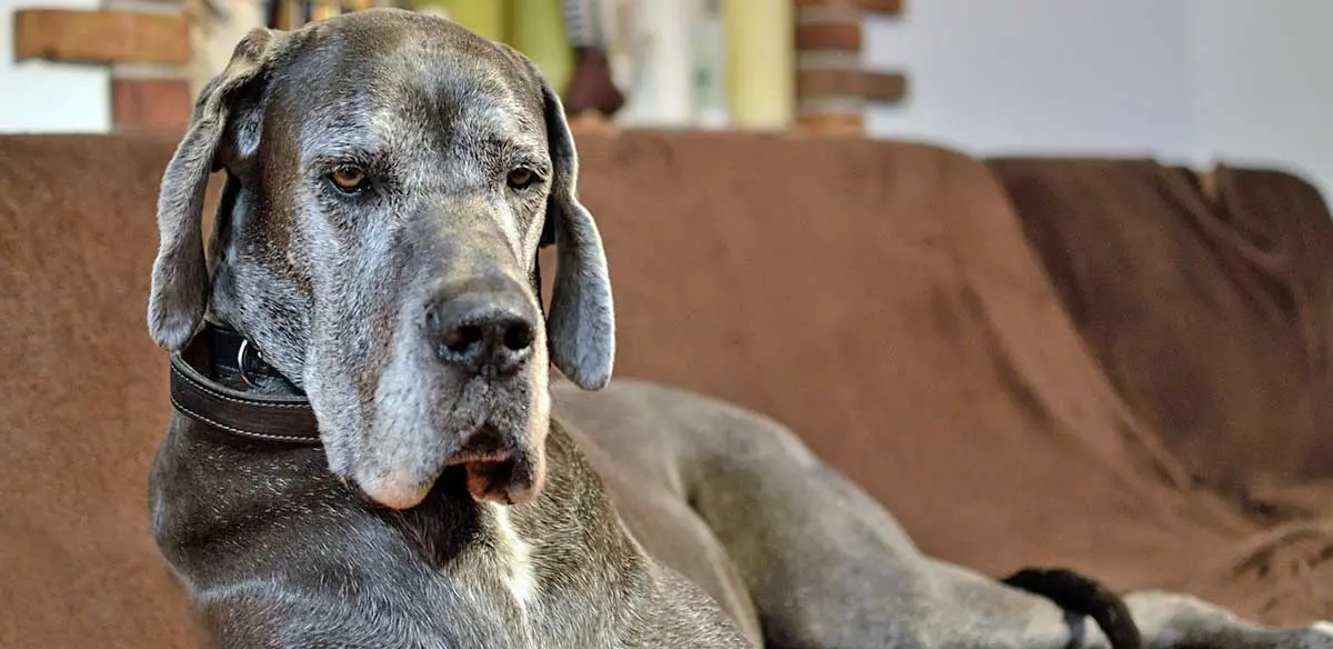 great dane old boy couch