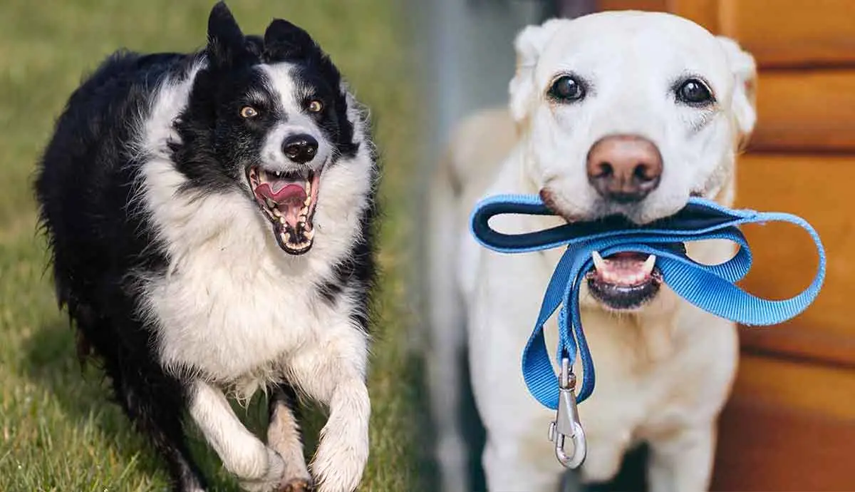 top dog breeds for runners