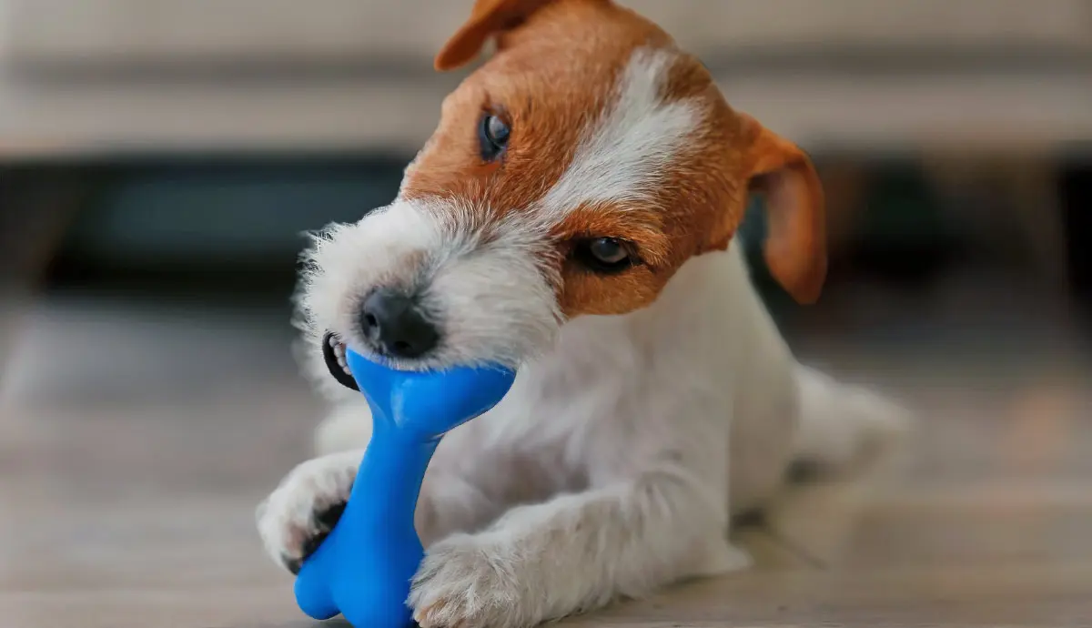 dog toy safety what owners need to know