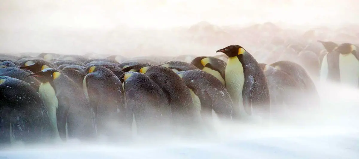 emperor penguins huddle in ice storm