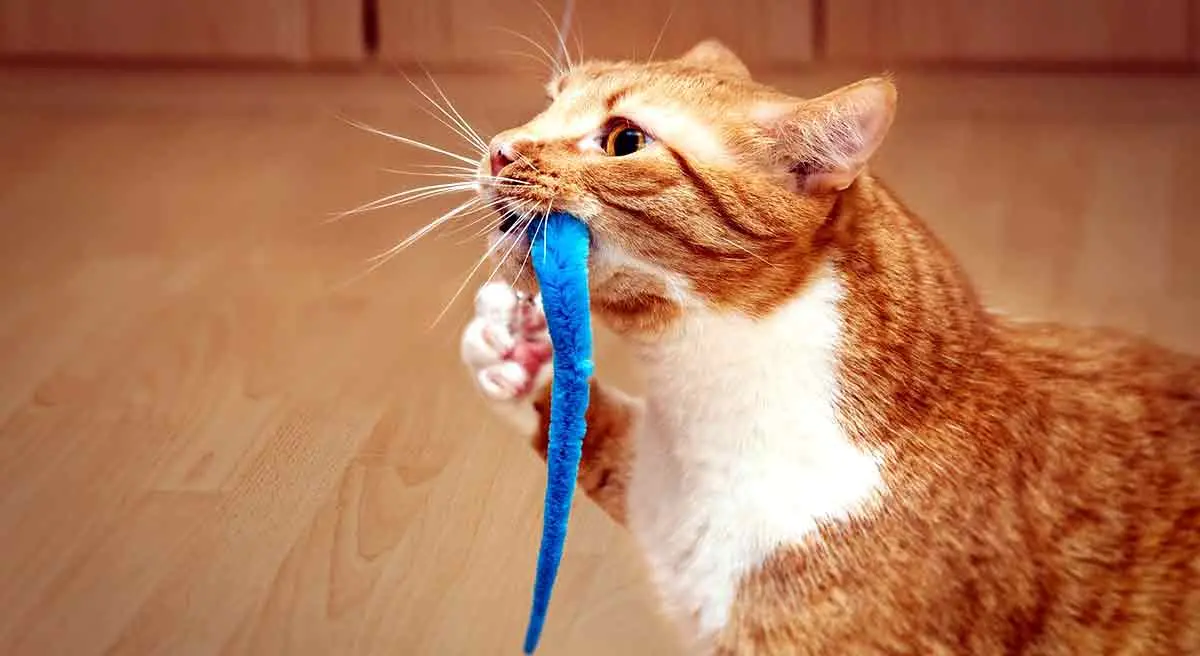 cat playing with feather toy hunting prey