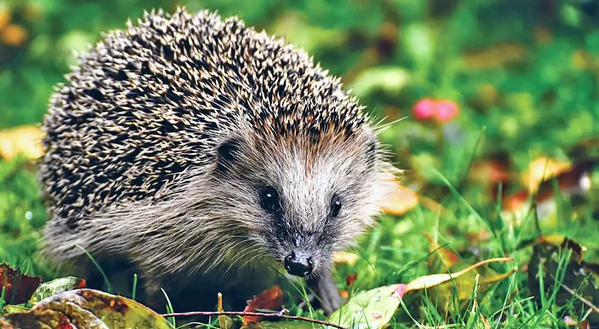 hedgehog british countryside grass