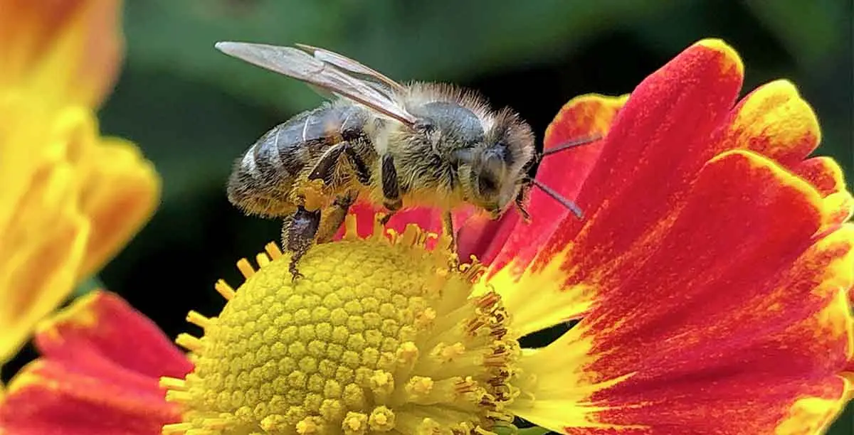up close picture of a bee on a flower