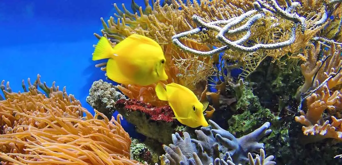 coral and yellow fish
