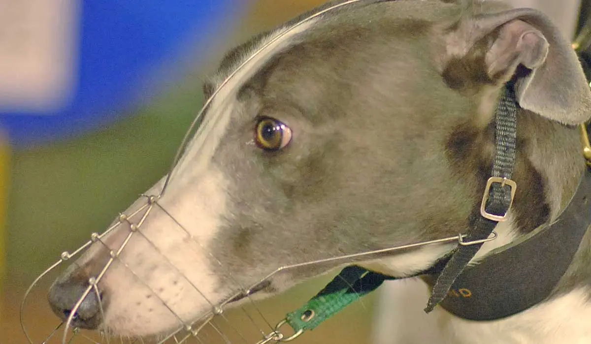 greyhound with muzzle