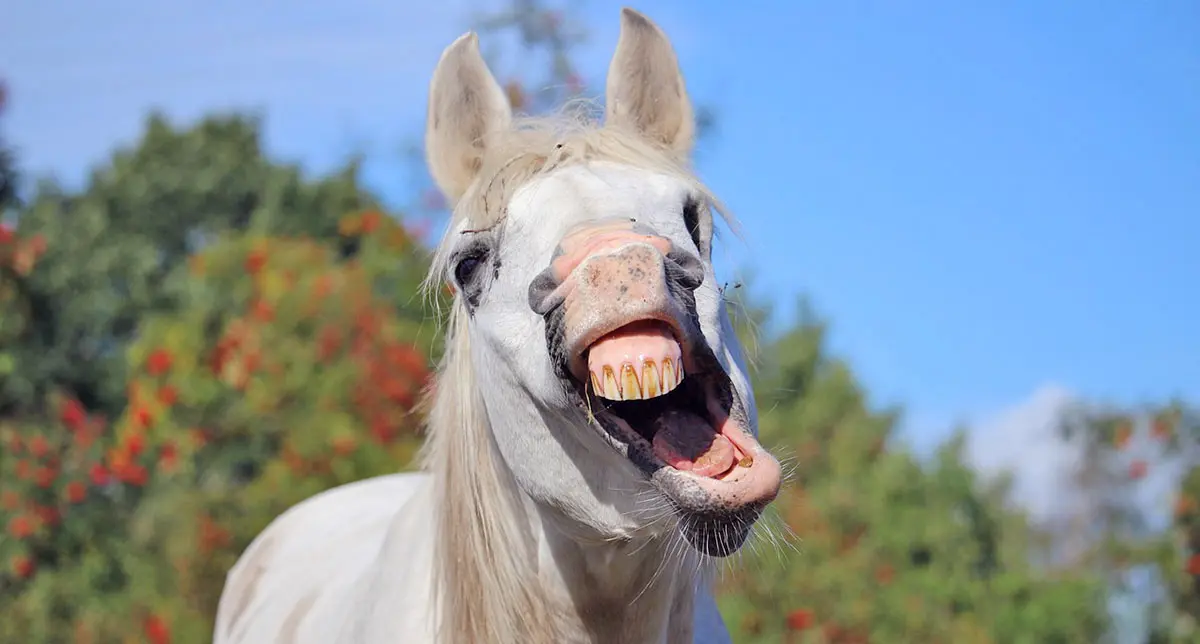 white horse yawning nature