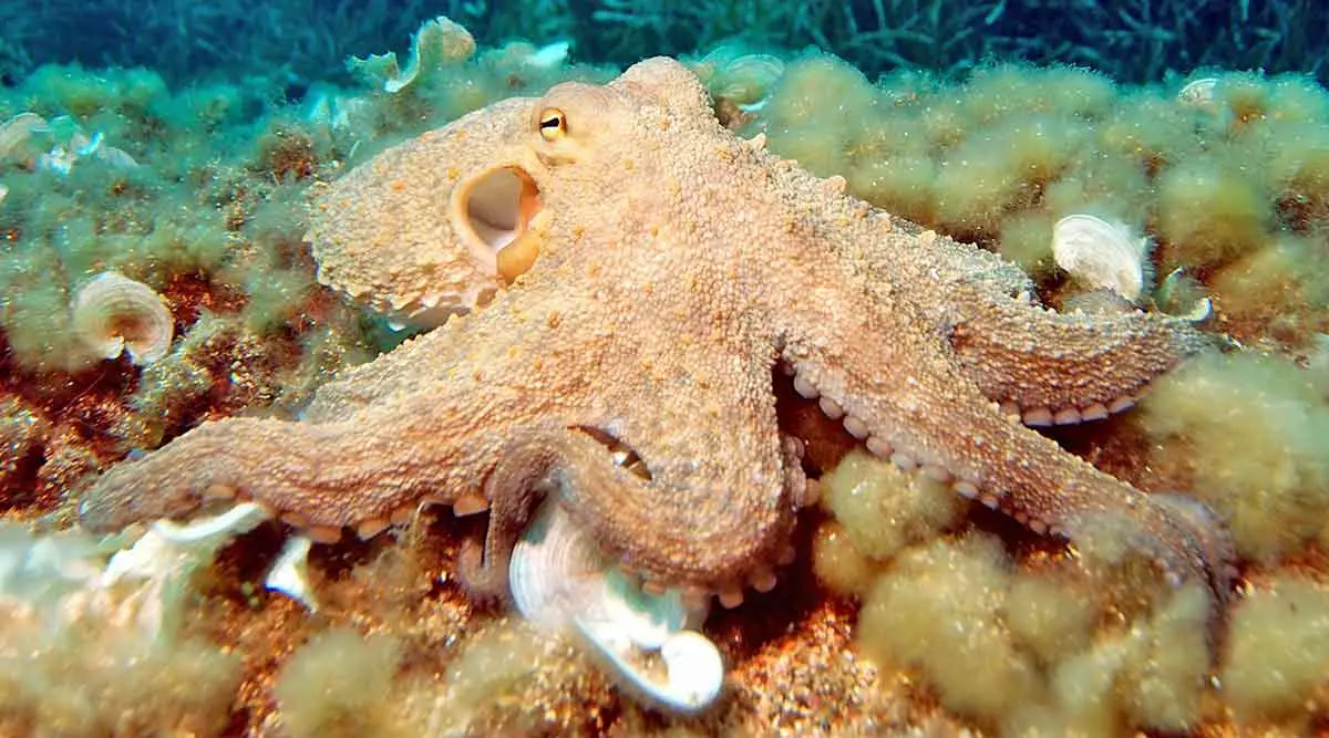 seafloor octopus