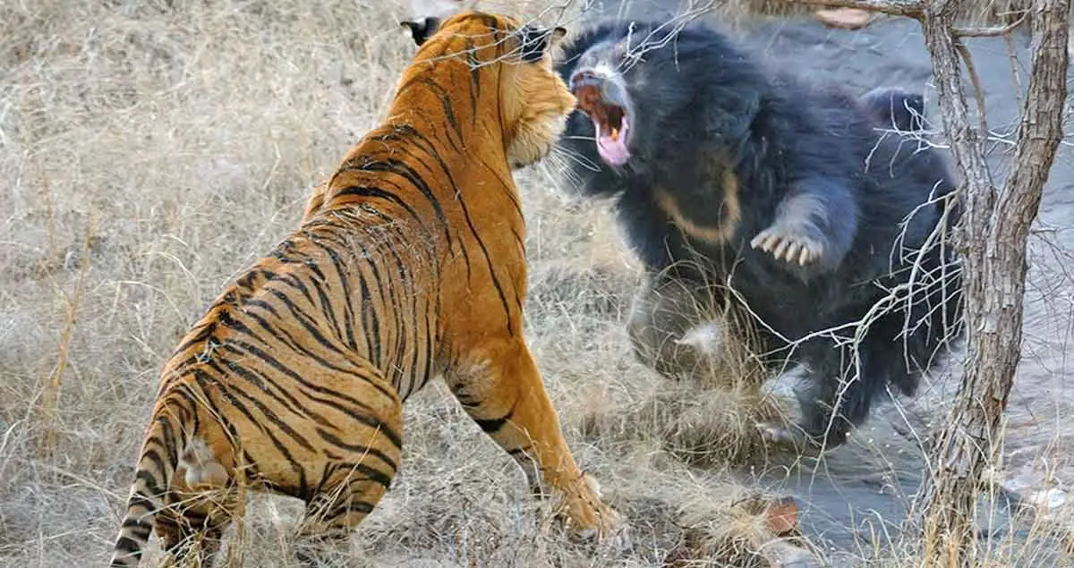 sloth bear fending off tiger