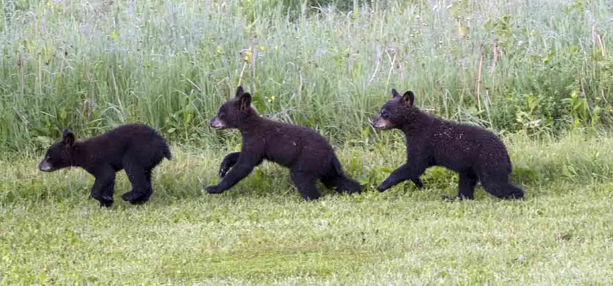 baby black bear cubs running