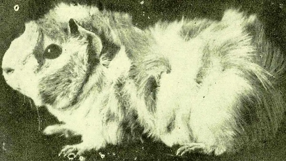 old picture of a guinea pig from 1915