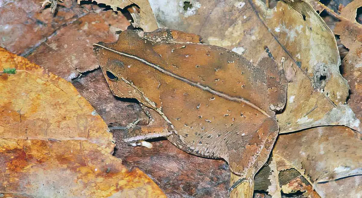 leaf litter toad