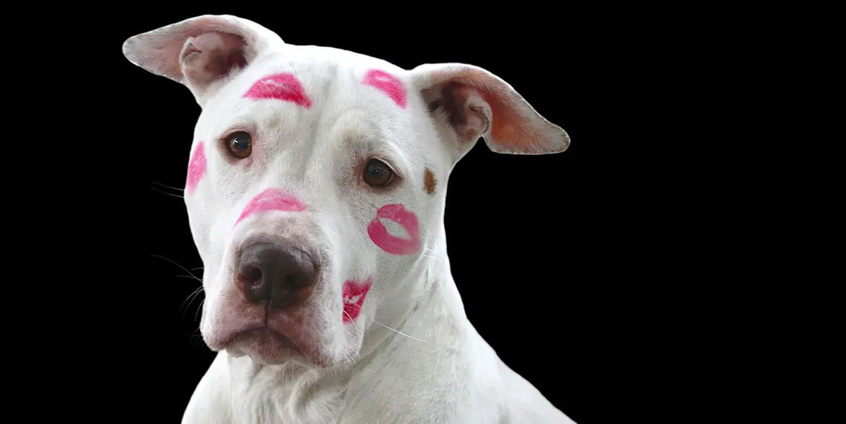 white puppy pink kisses