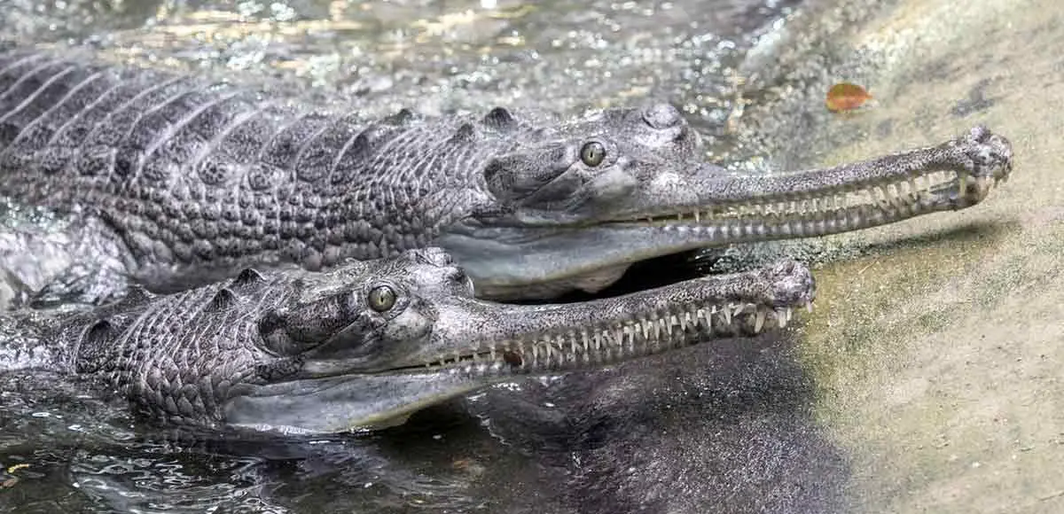 two gharials