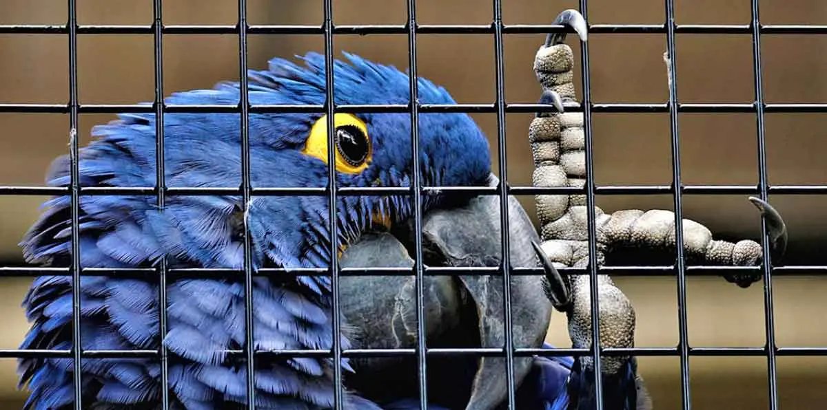 blue parrot pet bird